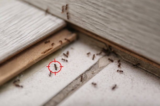 Best Ant Control Services  in River Hills, WI